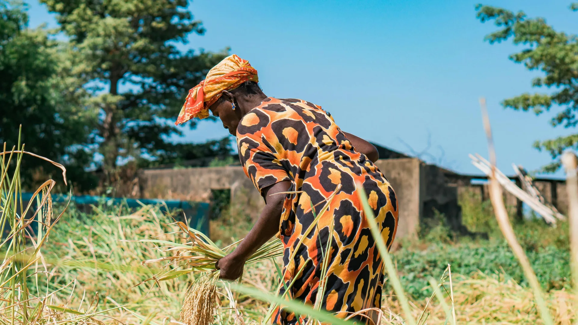 Cultivatrice récoltant du riz en Casamance au Sénégal