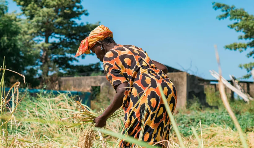 Cultivatrice récoltant du riz en Casamance au Sénégal