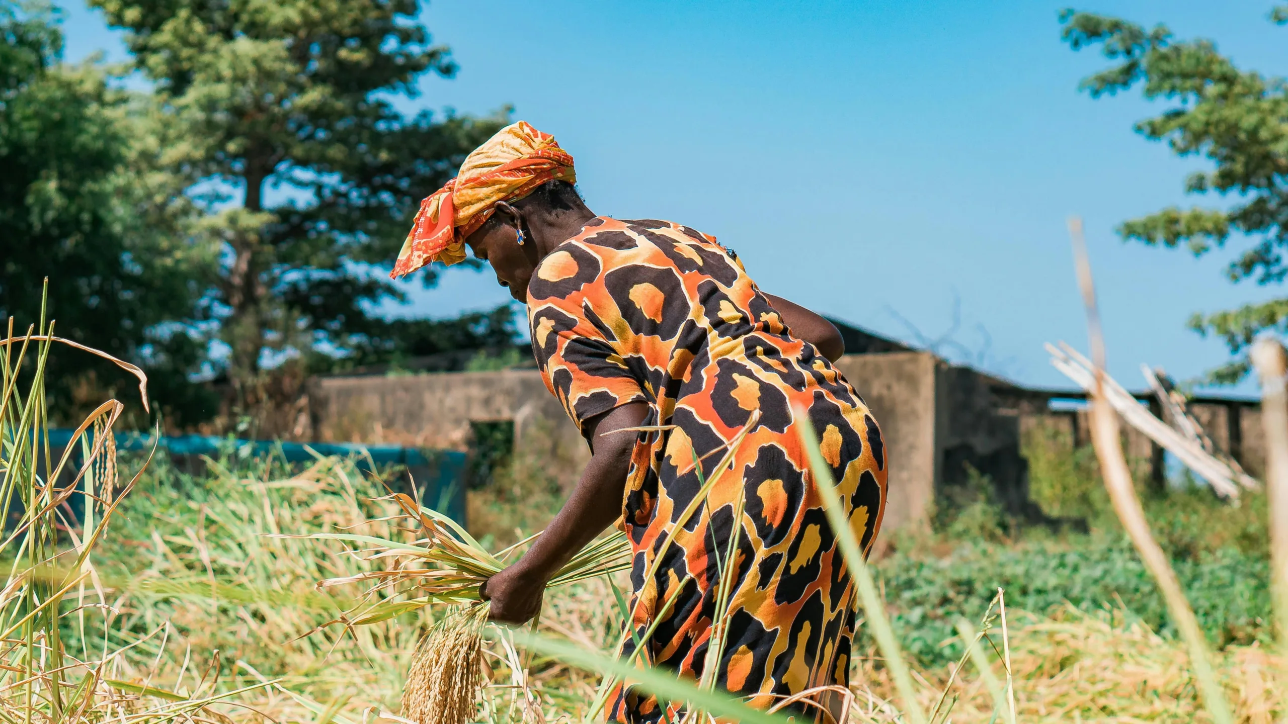 Cultivatrice récoltant du riz en Casamance au Sénégal