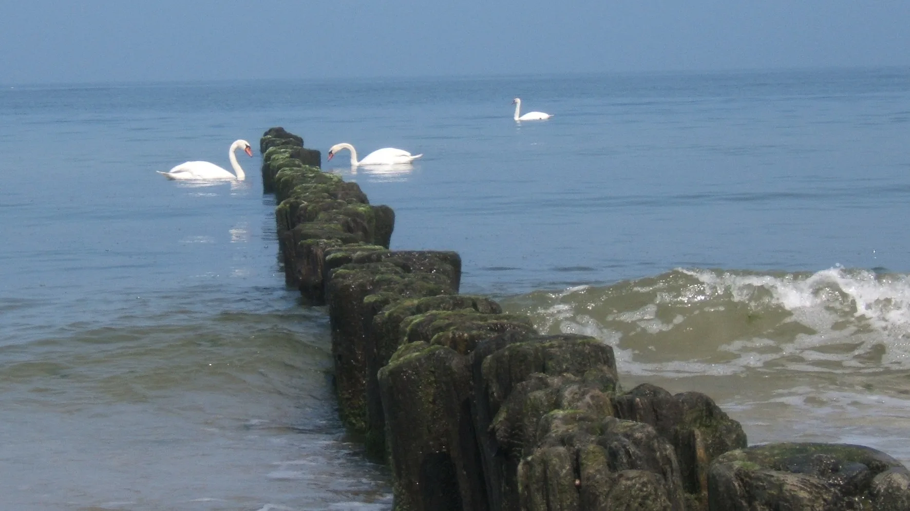 Trois cygnes sur la mer Baltique à Kołobrzeg, en Pologne
