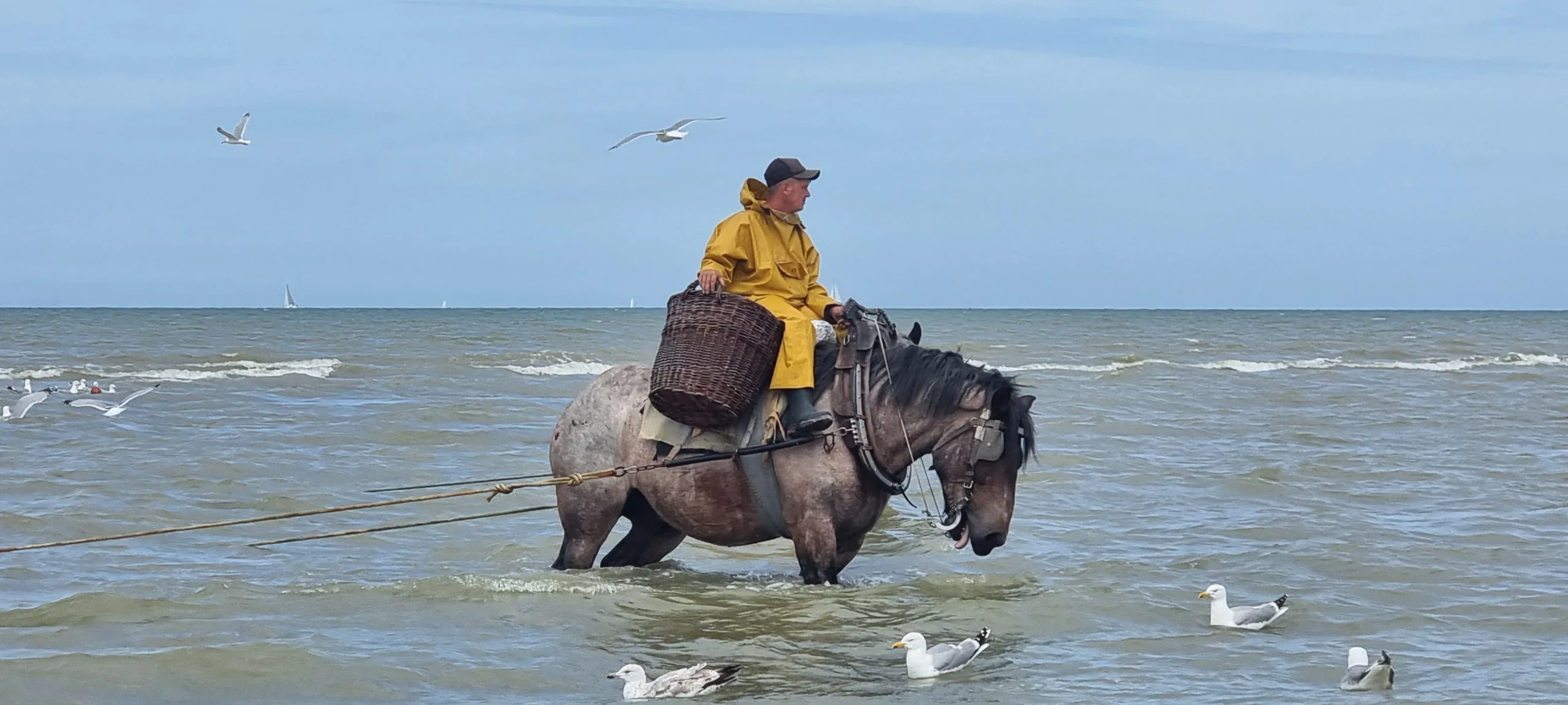 Pêcheur de crevettes à cheval sur un cheval de trait brabançon dans la mer du Nord à Oostduinkerke