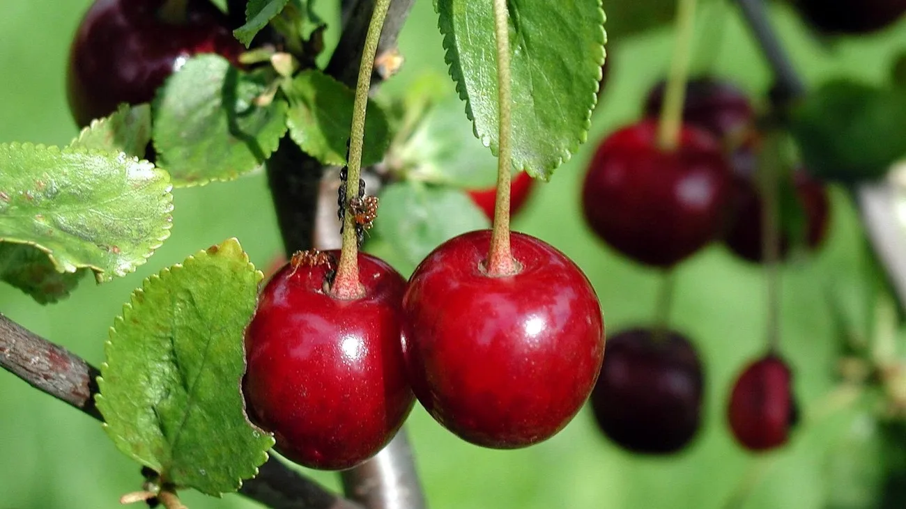 Cerises rouges mûres sur les branches d'un cerisier