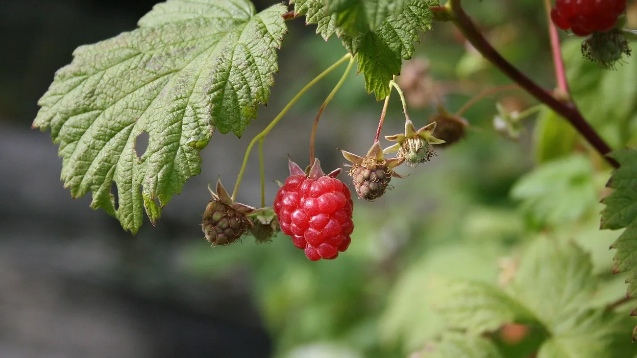 Framboises rouges et fruits encore verts sur un framboisier
