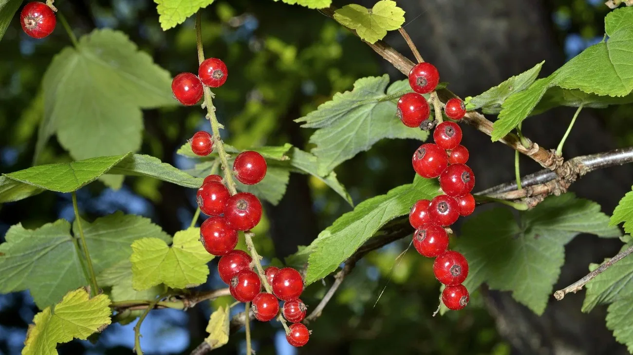 Grappes de groseilles rouges mûres sur un groseillier
