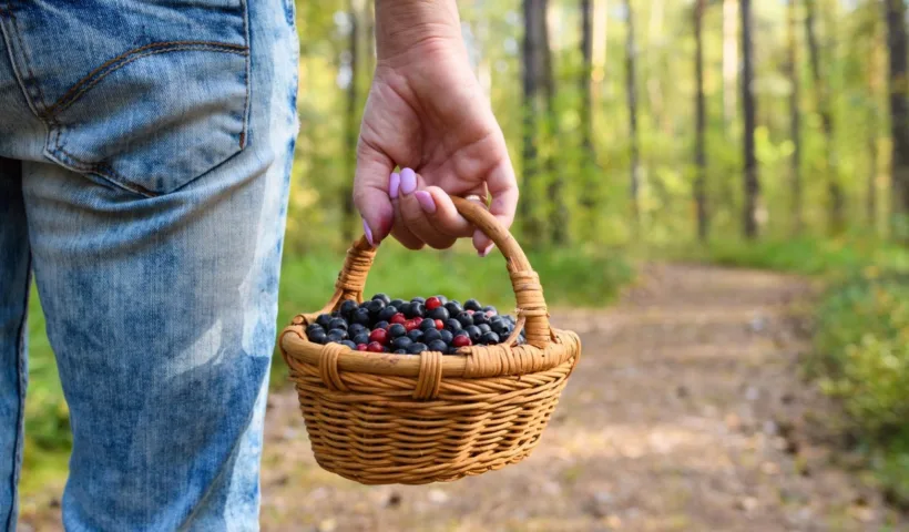 Marcheuse portant un panier de fruits rouges sur un sentier en forêt