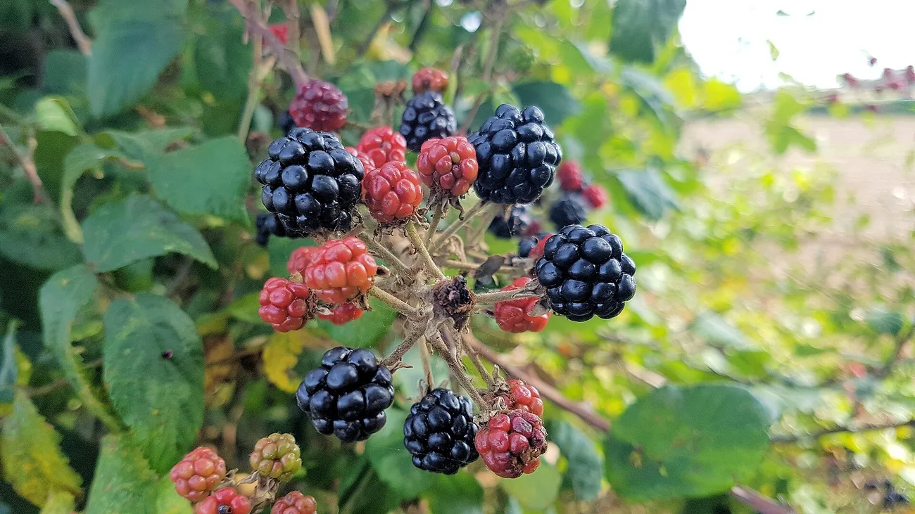 Mûres sauvages noires et rouges poussant dans une haie
