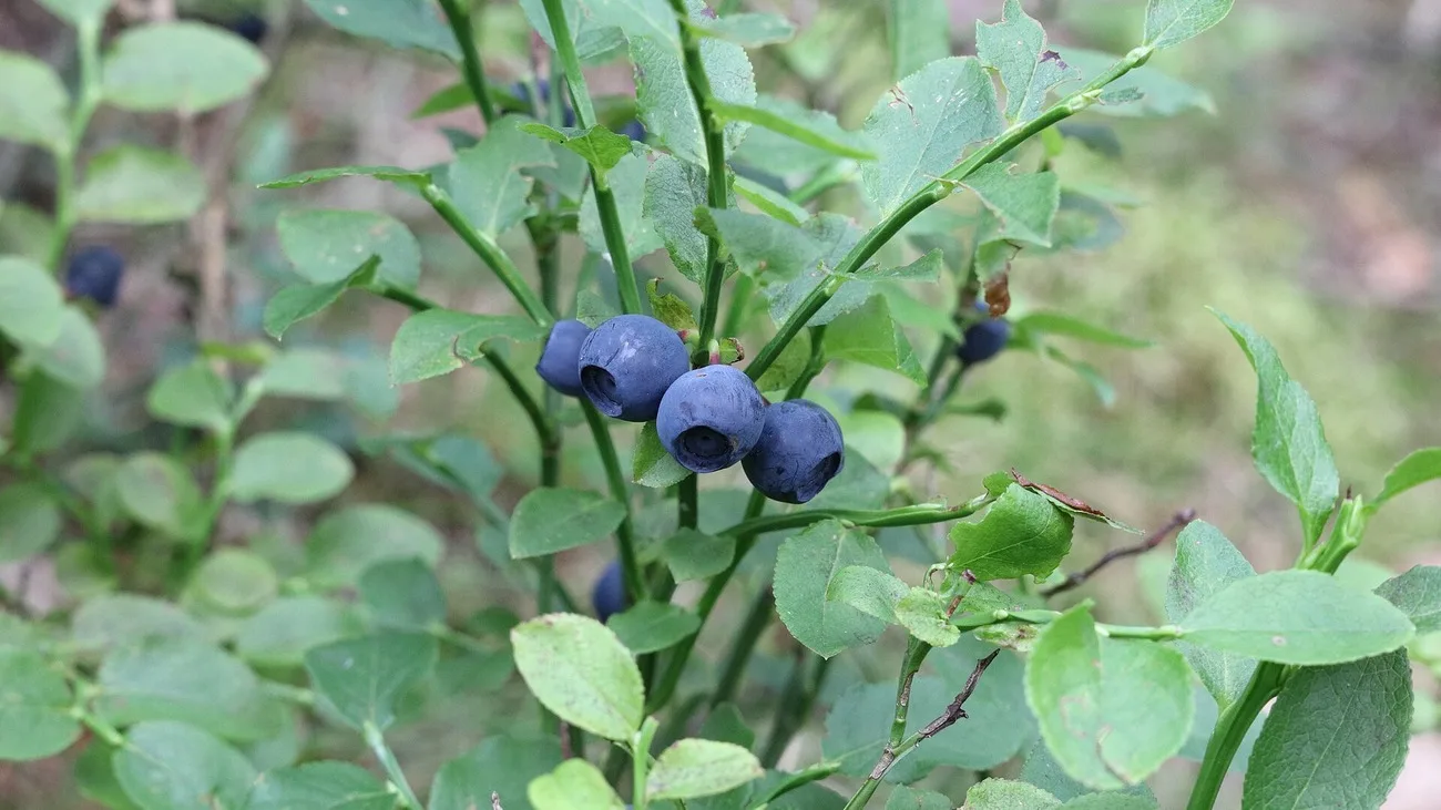 Myrtilles sauvages mûres sur un myrtillier en sous-bois