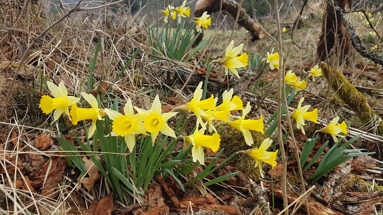 Les jonquilles sauvages sont déjà en fleur