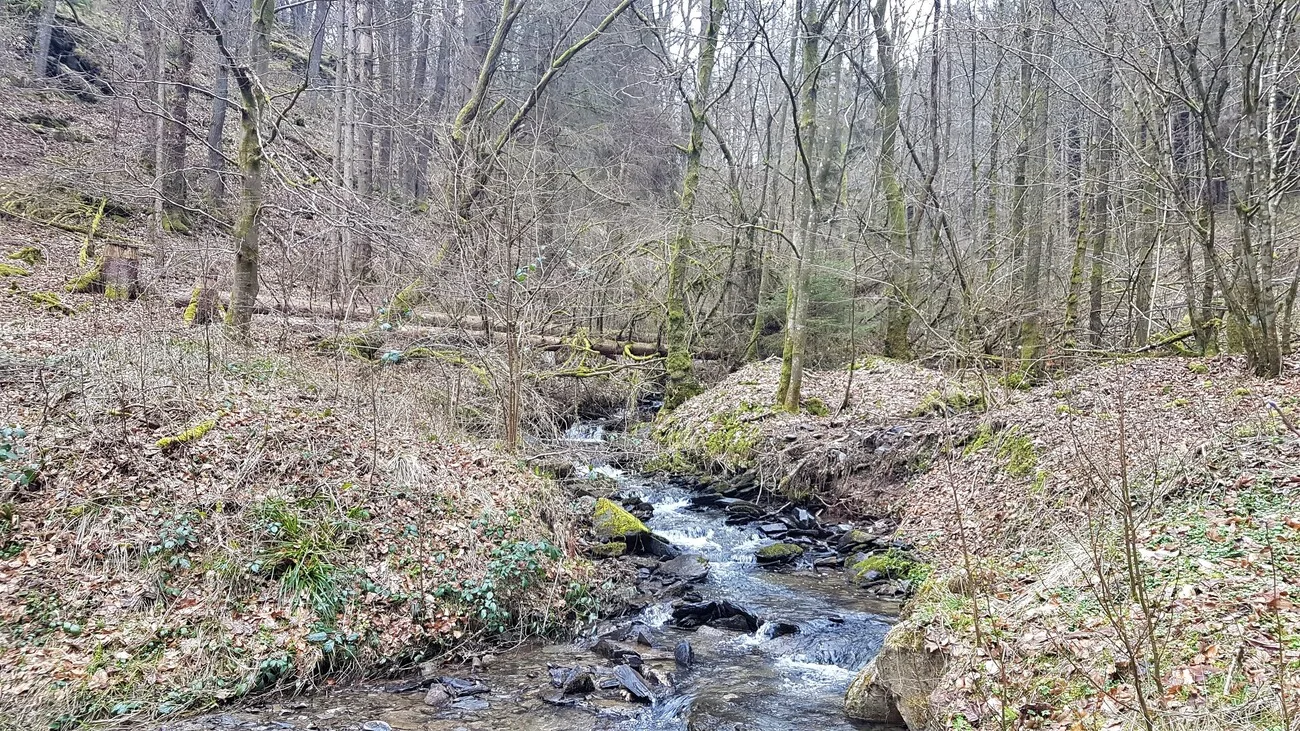 Le bruissement de l'eau au coeur du Wildnis trail (c) Alain Demlaret