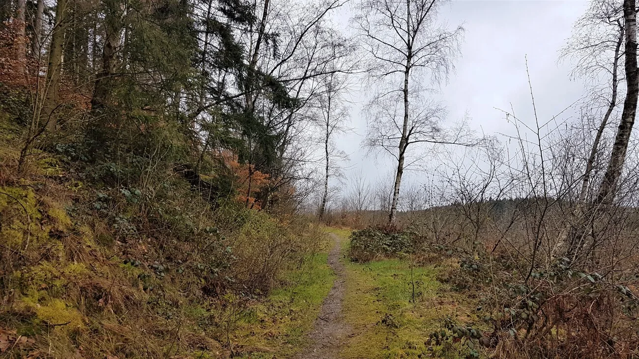 Sur le Wildnis Trail, le sentier est parfois à peine tracé