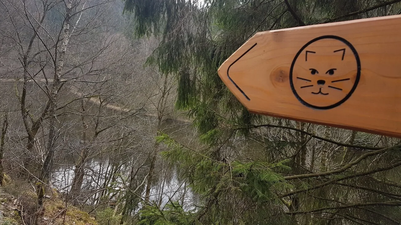 Sur les traces du chat sauvage